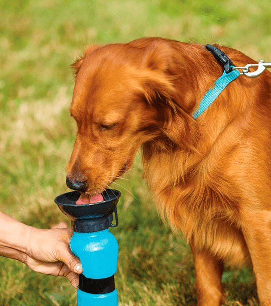 Aqua Dog Water Bottle – Portable Pet Hydration Solution